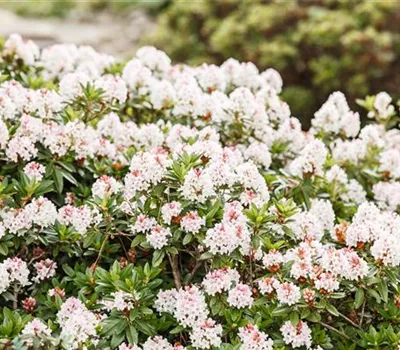Rhododendron micranthum 'Bloombux' -R- Rhododendron micranthum 'Bloombux' -R-