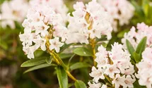 Rhododendron micranthum 'Bloombux' -R-