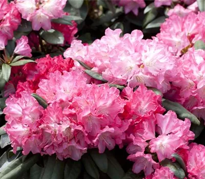 Rhododendron yak.'Anuschka'