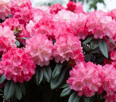 Rhododendron yak.'Fantastica'