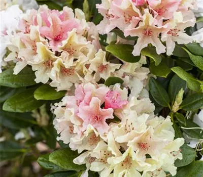 Rhododendron yak.'Percy Wiseman' Rhododendron yak.'Percy Wiseman'