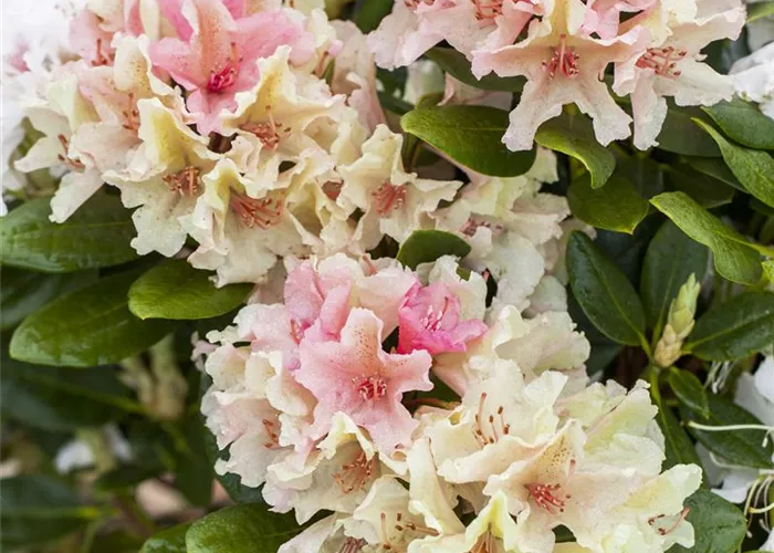 Rhododendron yak.'Percy Wiseman'