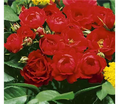Rosa 'Limesglut' -R- BDR