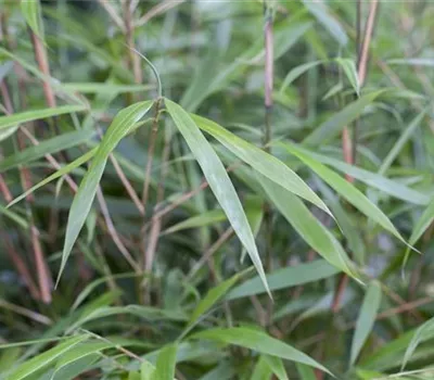 Fargesia "Asian Wonder" Fargesia "Asian Wonder"