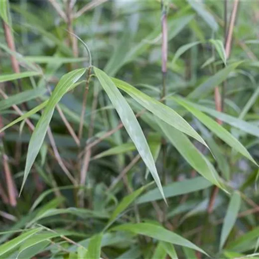 Fargesia "Asian Wonder" Fargesia "Asian Wonder"