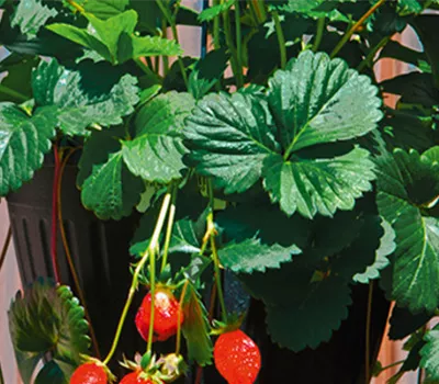 Fragaria vesca 'Hängeerdbeeren'