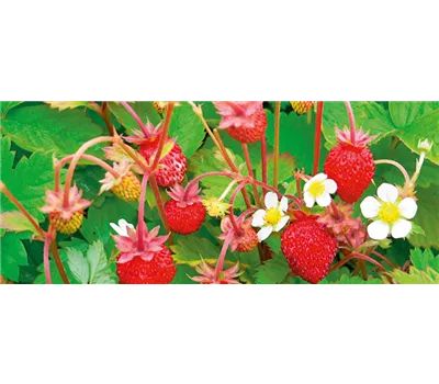 Fragaria vesca 'Alexandria'