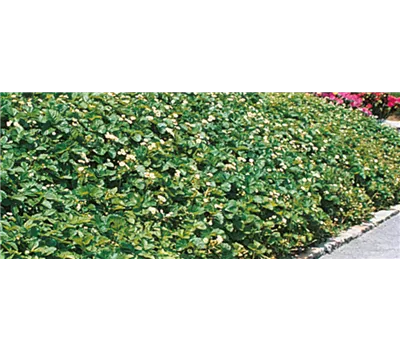 Fragaria vesca 'Dr. Bauer's Florika'