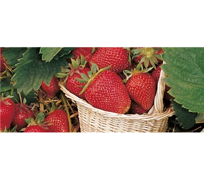 Fragaria x ananassa 'Thuriga' Fragaria x ananassa 'Thuriga'