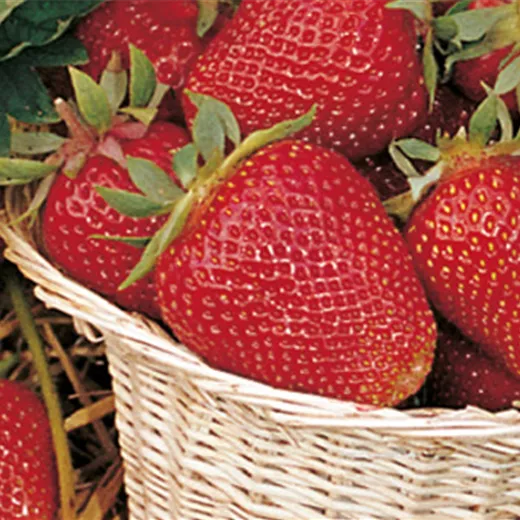 Fragaria x ananassa 'Thuriga'