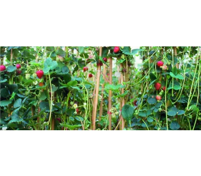 Fragaria x ananassa Klettererdbeere