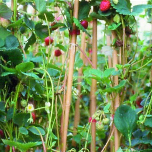 Fragaria x ananassa Klettererdbeere