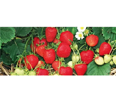 Fragaria x ananassa 'Thutop' Fragaria x ananassa 'Thutop'