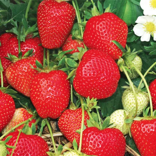 Fragaria x ananassa 'Thutop'