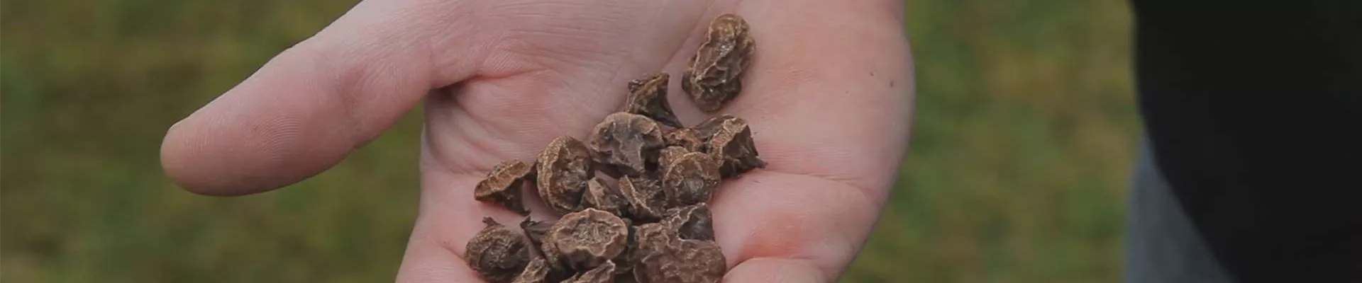 Anemonen - Blumenzwiebeln einpflanzen (thumbnail) Anemonen - Blumenzwiebeln einpflanzen (thumbnail)