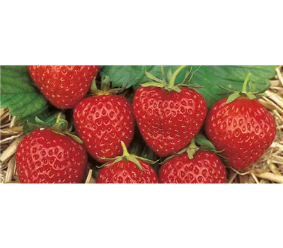 Fragaria x ananassa 'Mara des Bois' Fragaria x ananassa 'Mara des Bois'
