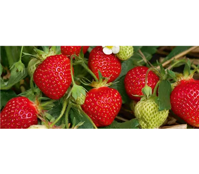 Fragaria x ananassa 'Fraroma' Fragaria x ananassa 'Fraroma'