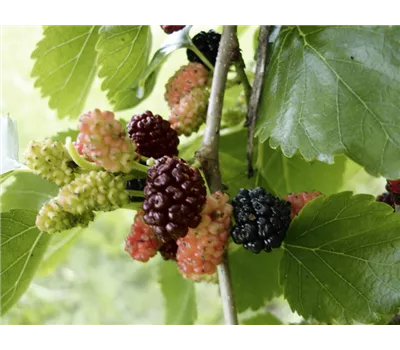 Morus alba "Rossa"