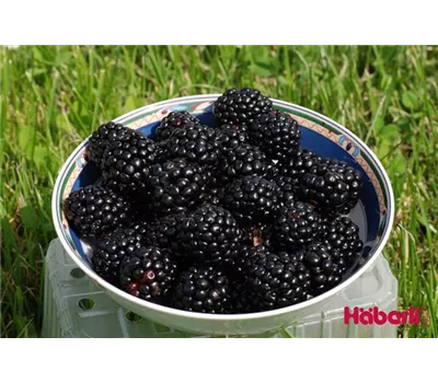 Rubus frut. "Asterina"