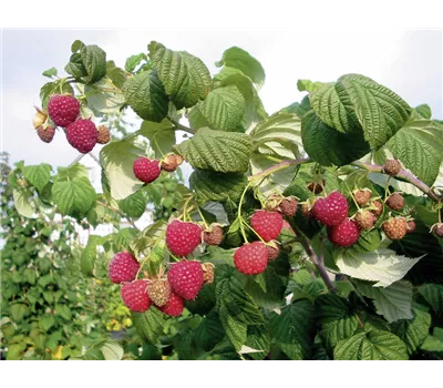 Rubus idaeus "Fallred" streib2a Rubus idaeus "Fallred" streib2a