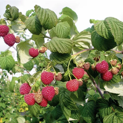 Rubus idaeus "Fallred" streib2a