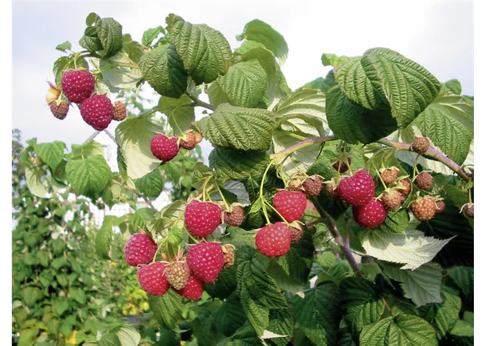 Rubus idaeus "Fallred" streib2a
