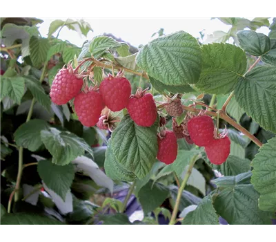 Rubus idaeus "Wei-Rula" Rubus idaeus "Wei-Rula"