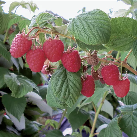 Rubus idaeus "Wei-Rula" Rubus idaeus "Wei-Rula"