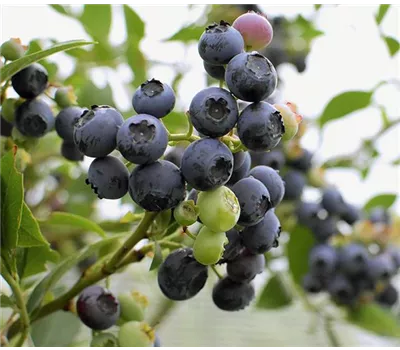 Vaccinium corymbosum "Blue Saphire"