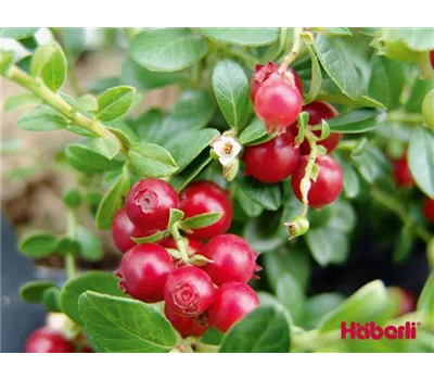 Vaccinium vitis idea Red Pearl Vaccinium vitis idea Red Pearl