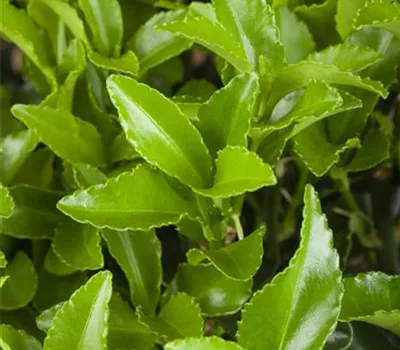 Euonymus fortunei radicans