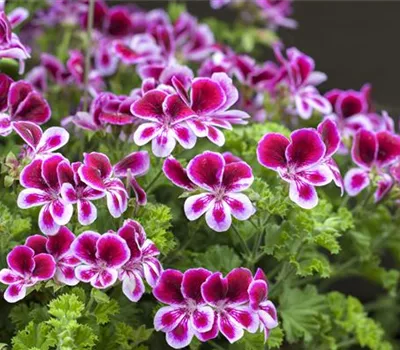 Pelargonium grandiflorum