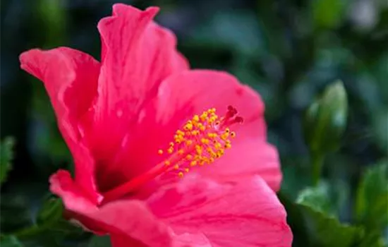Hibiskus – die tropischen Schönen Hibiskus – die tropischen Schönen