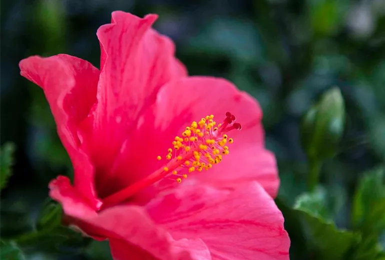 Hibiscus rosa-sinensis Hibiscus rosa-sinensis