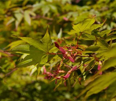 Acer palmatum 'Osakazuki'