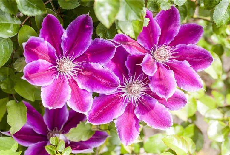 Clematis 'Dr. Ruppel' Clematis 'Dr. Ruppel'