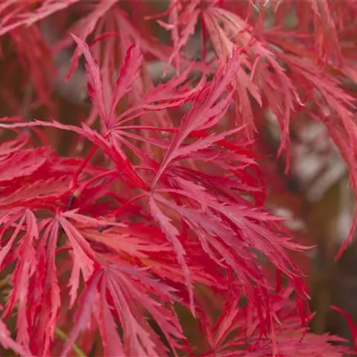 Acer palmatum 'Crimson Princess'
