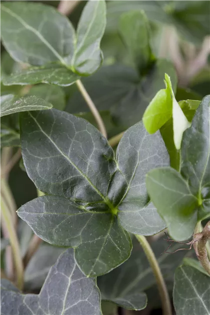 Hedera helix 'Plattensee'