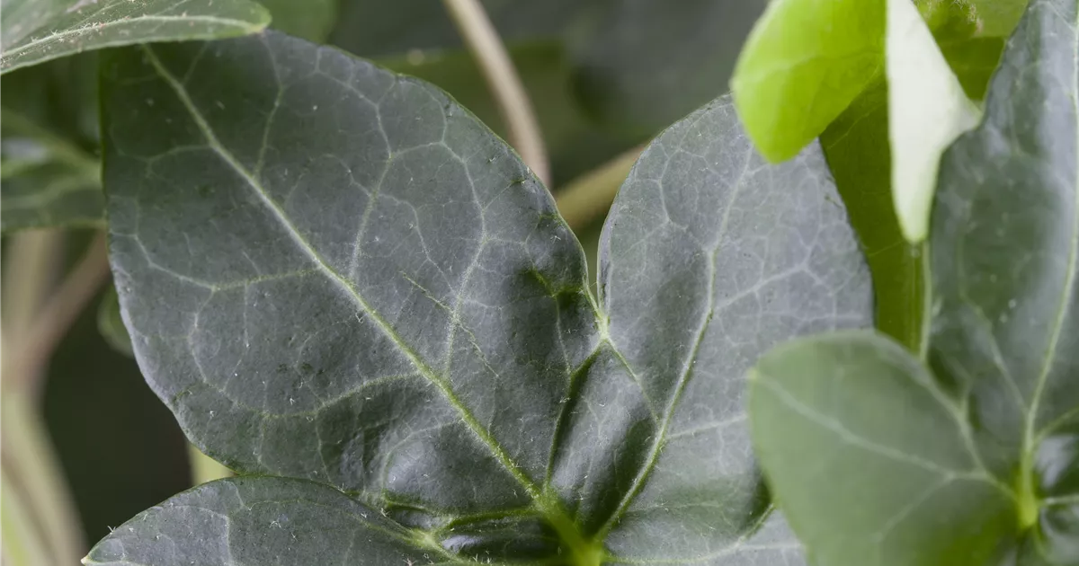 Hedera helix 'Plattensee'
