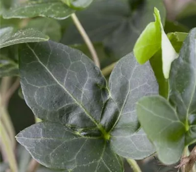 Hedera helix 'Plattensee' Hedera helix 'Plattensee'