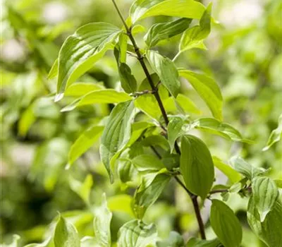 Cornus mas syn. officinalis