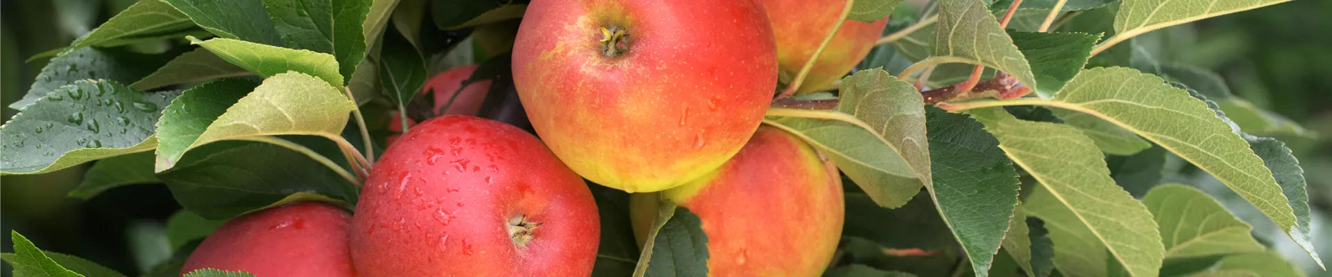 Malus domestica 'Elstar'