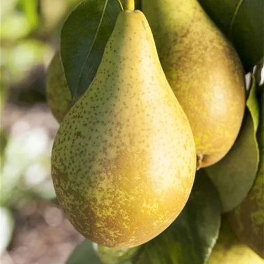 Pyrus com.'Conferencebirne' CAC Pyrus com.'Conferencebirne' CAC