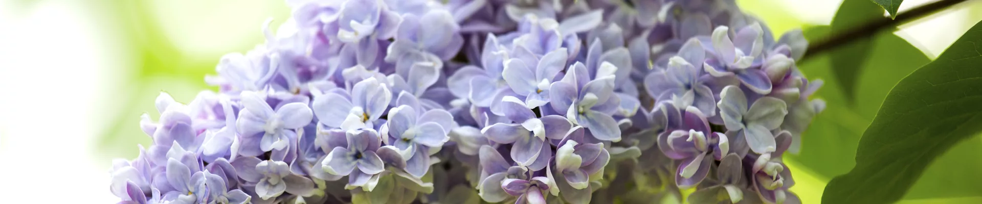 Syringa vulgaris Syringa vulgaris