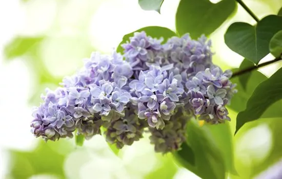 Flieder zurückschneiden Flieder zurückschneiden