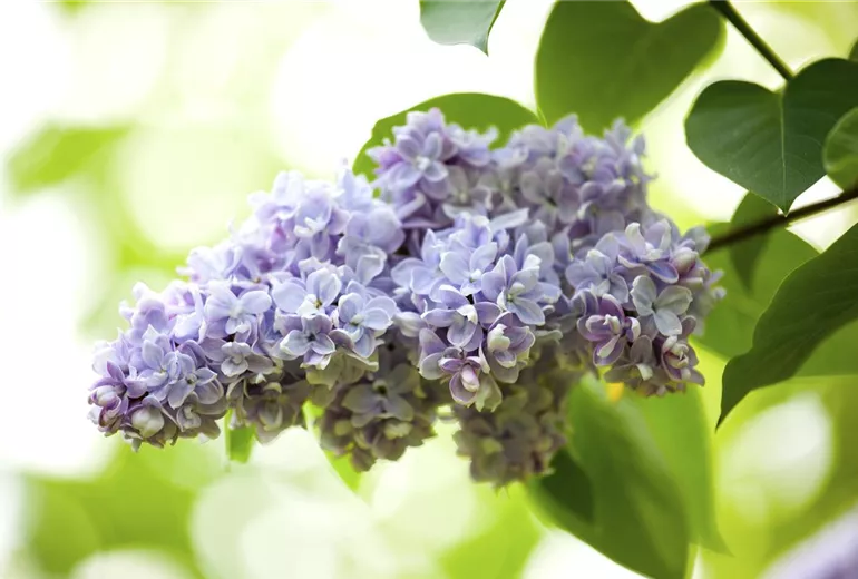 Syringa vulgaris Syringa vulgaris