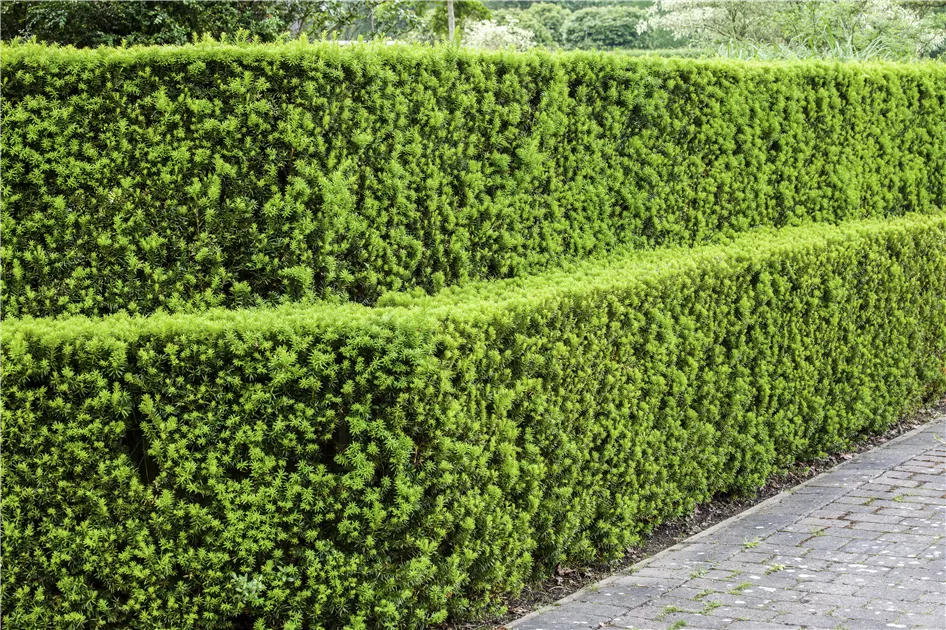 thuja d1 25 THUJA TREE Cedar Thuja Occidentalis Conifer Seeds main image 0