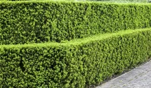 Taxus baccata