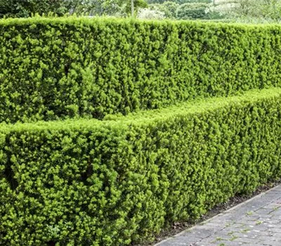 Taxus baccata Taxus baccata