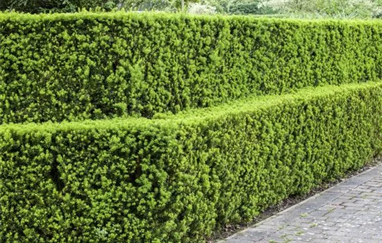 Formschnitt für Laubhecken Formschnitt für Laubhecken